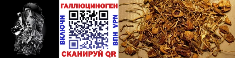 маркетплейс официальный сайт Чёрмоз Псилоцибиновые грибы GOLDEN TEACHER